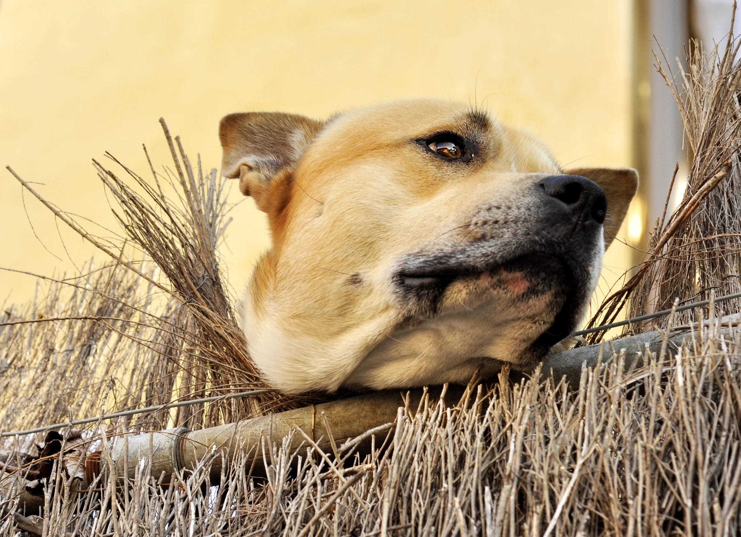 Dog peering over fence_8483_edited-1.jpg