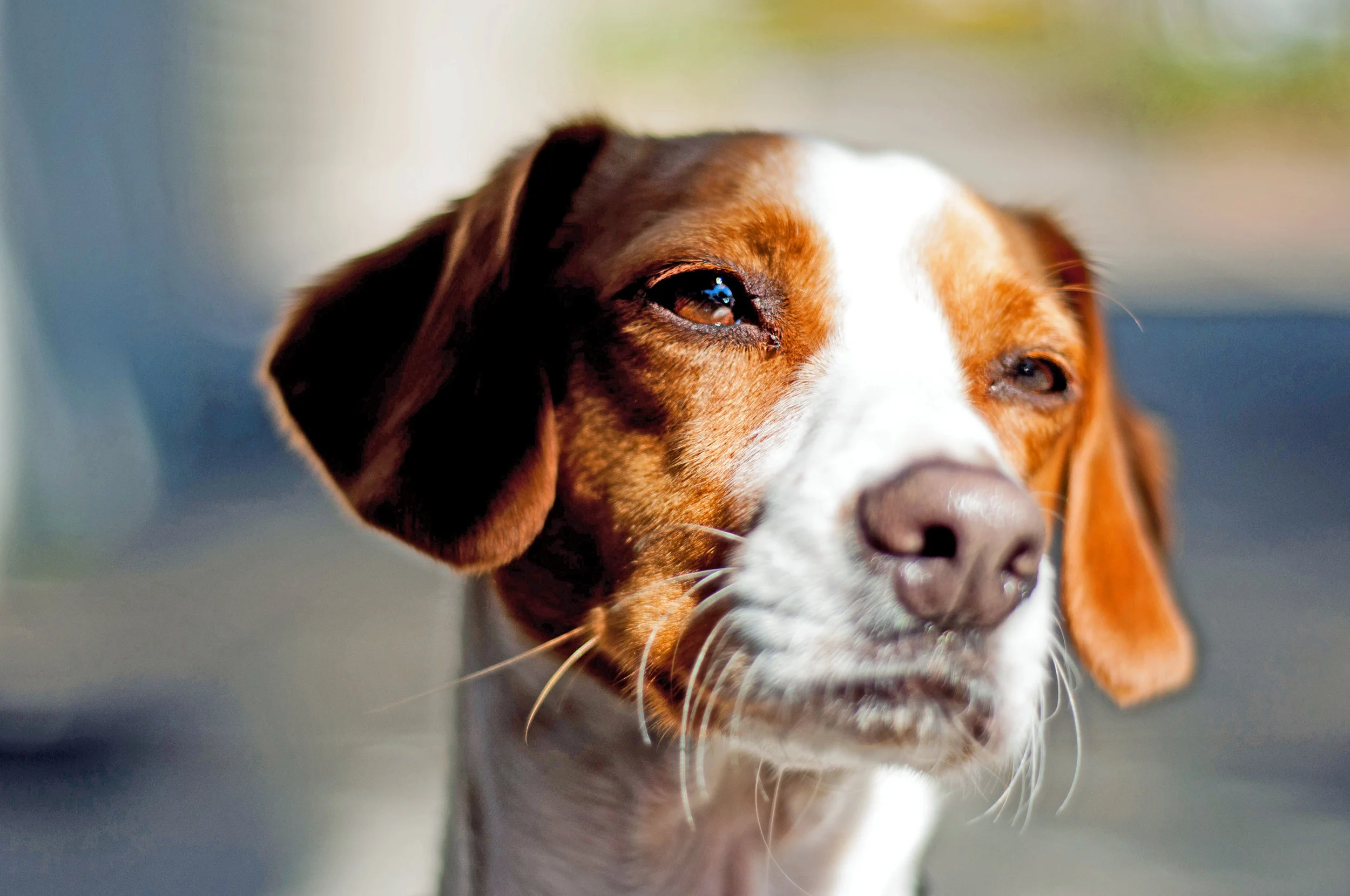 Dog in Paddo_0989_edited-1.jpg