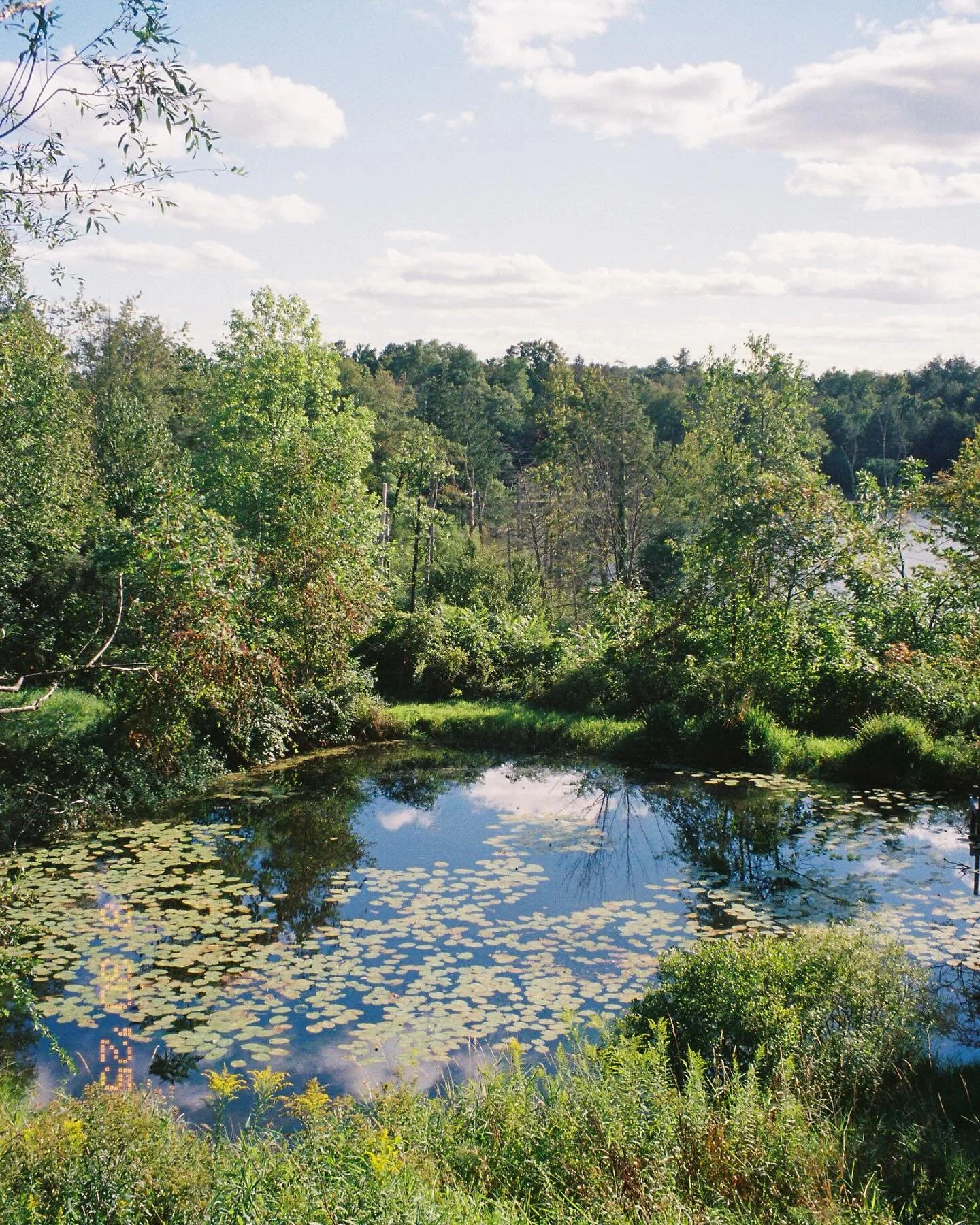 summer earth beauty on film