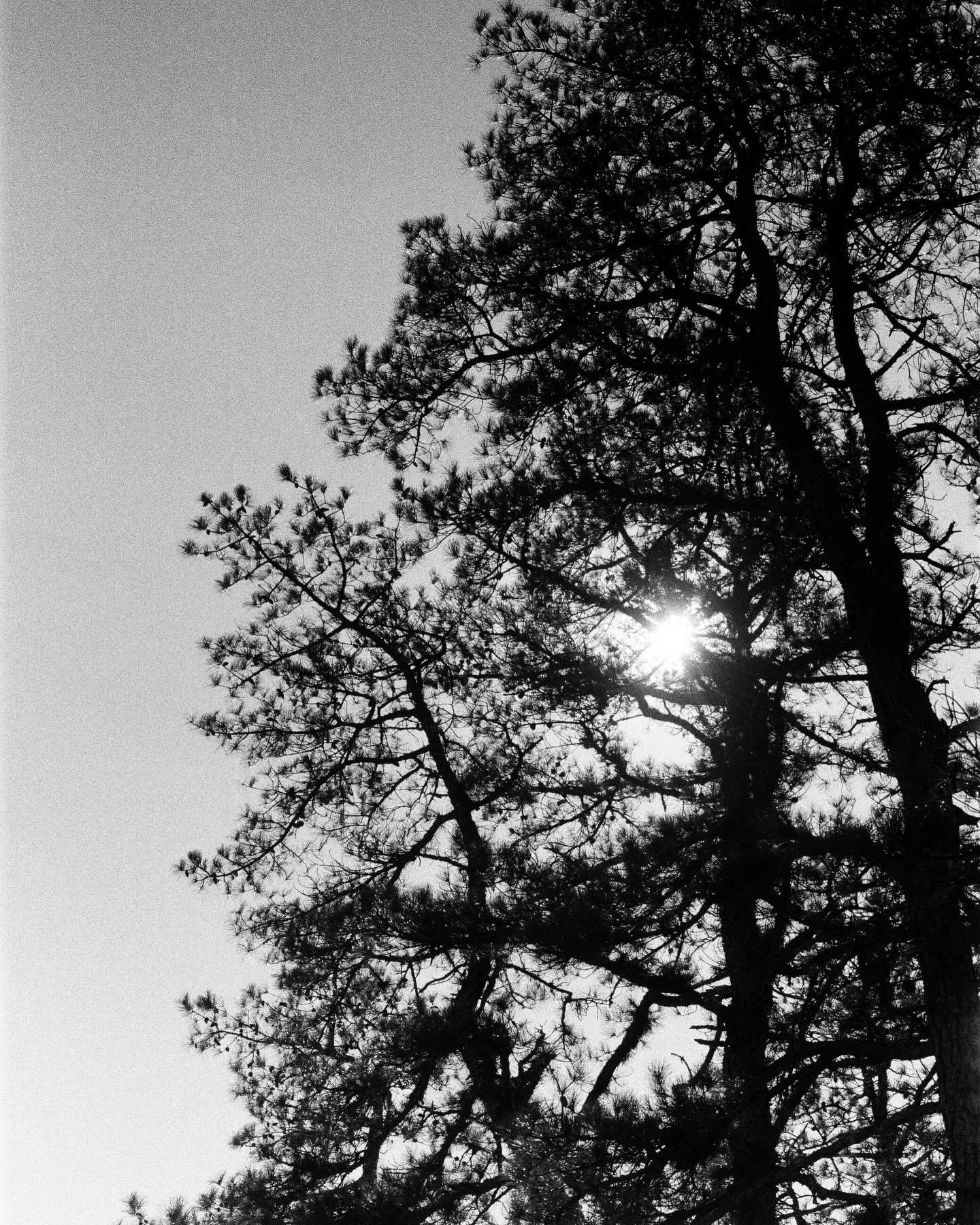 Jersey Pine Barrens on hp5

developed and scanned by @indiephotolab 

#newjerseypinebarrens 
#pinebarrens #hp5
