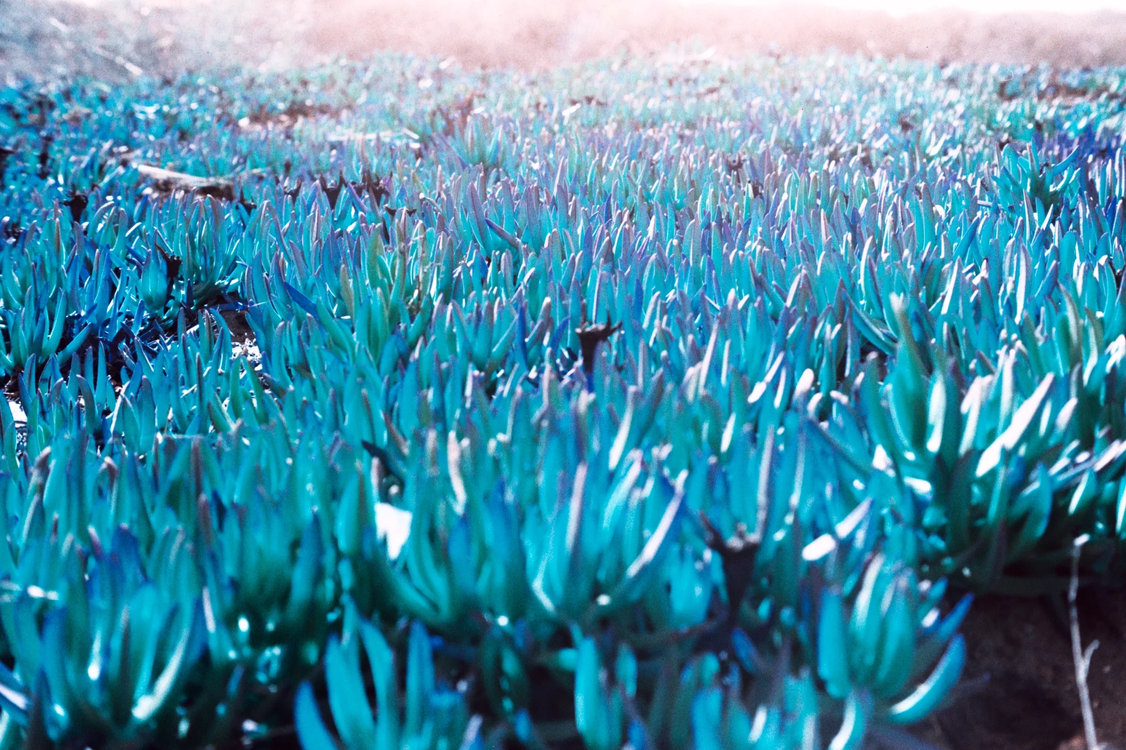 Ice Plant