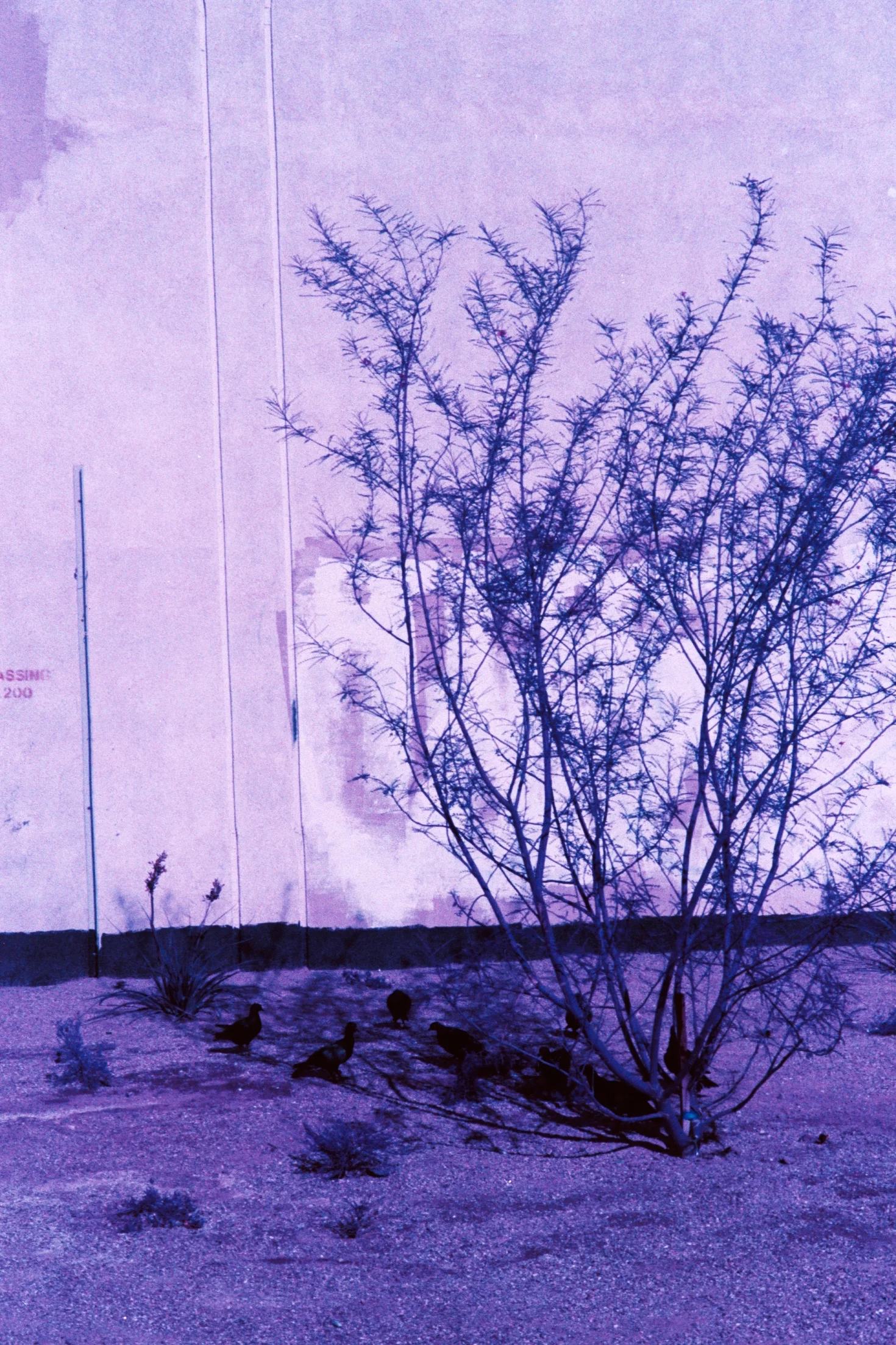 Birds in the Shadow
