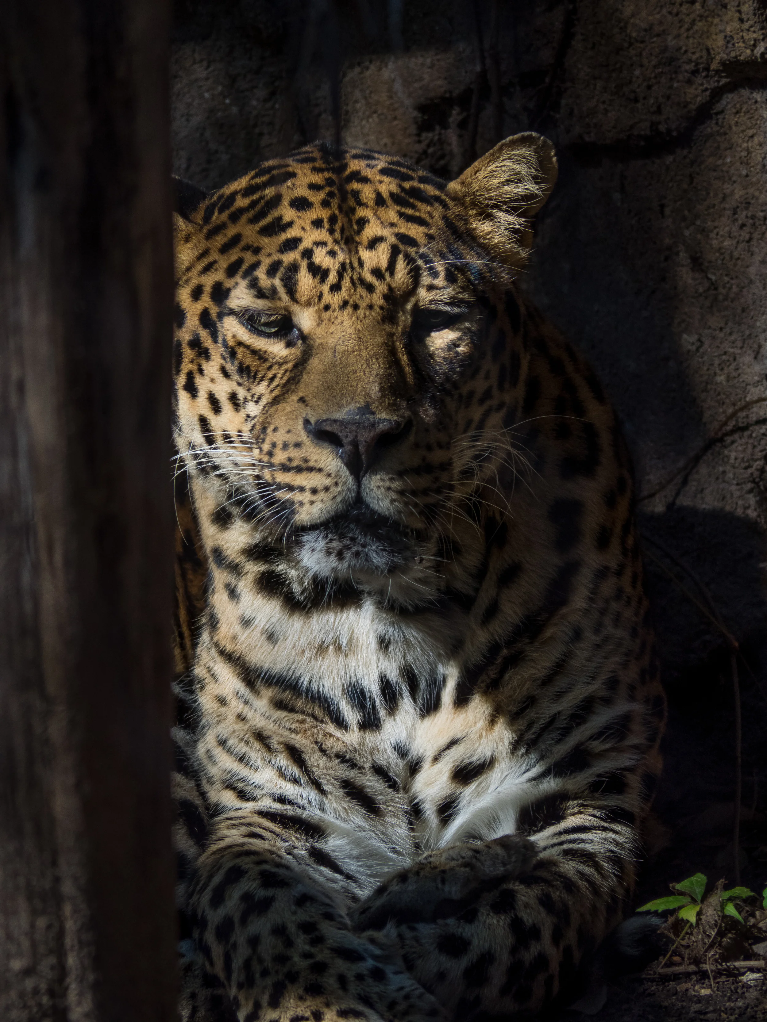 Jaguar.jpg