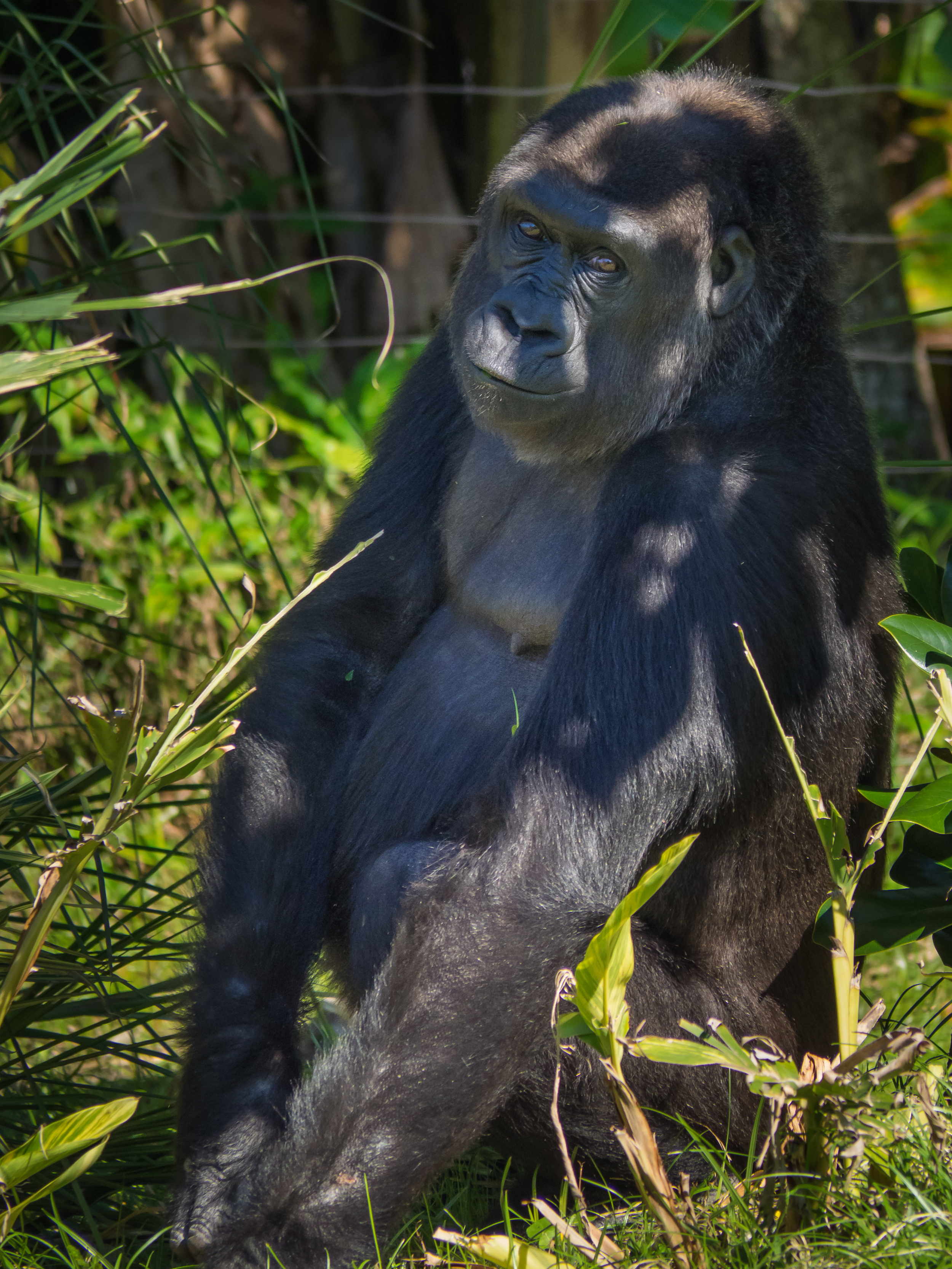 Gorilla (1).jpg