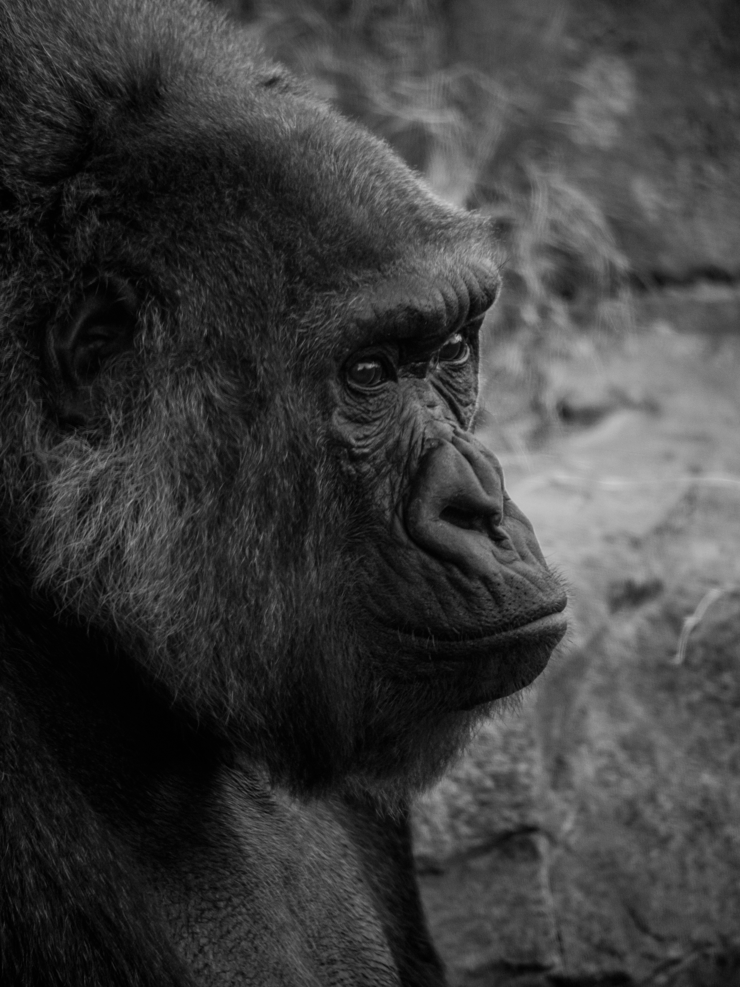 Gorilla (2).jpg