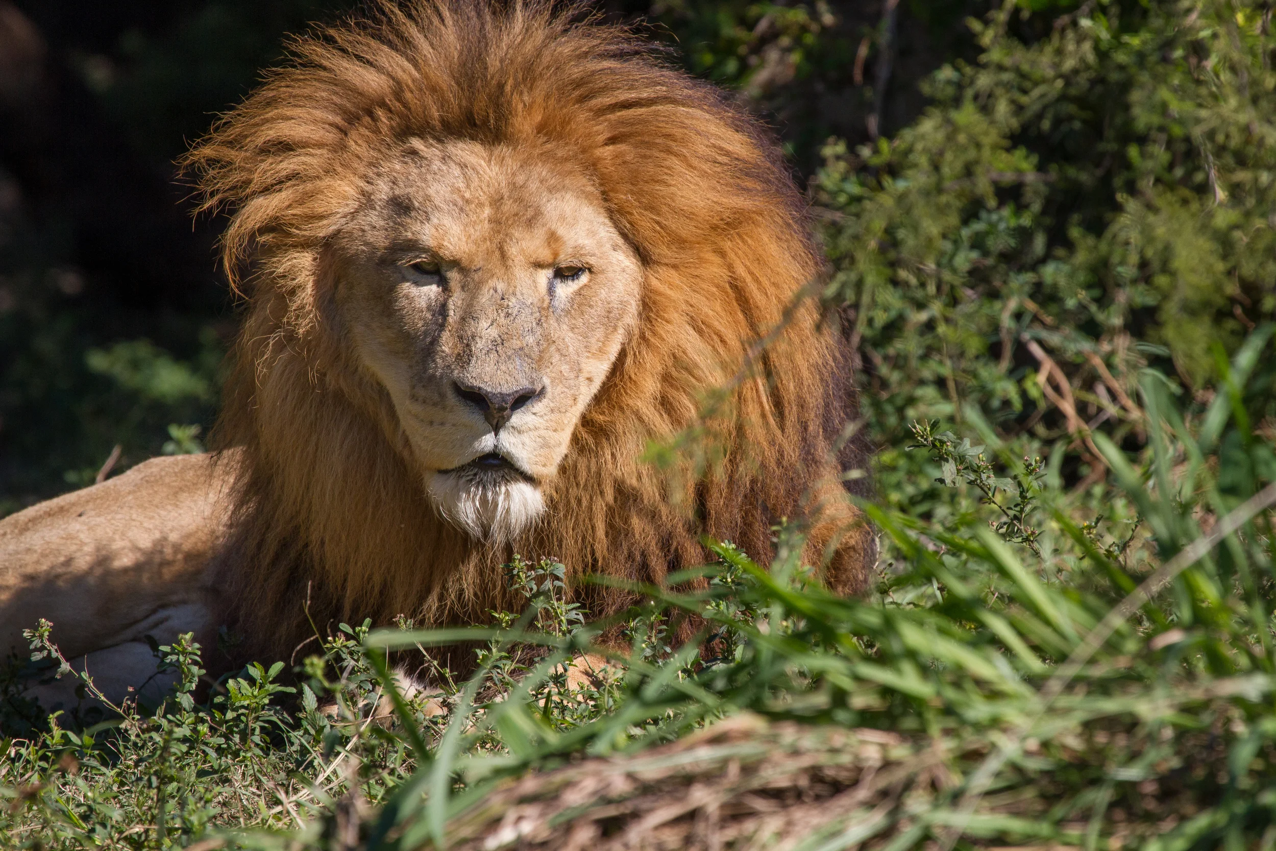 Afternoon at The Houston Zoo