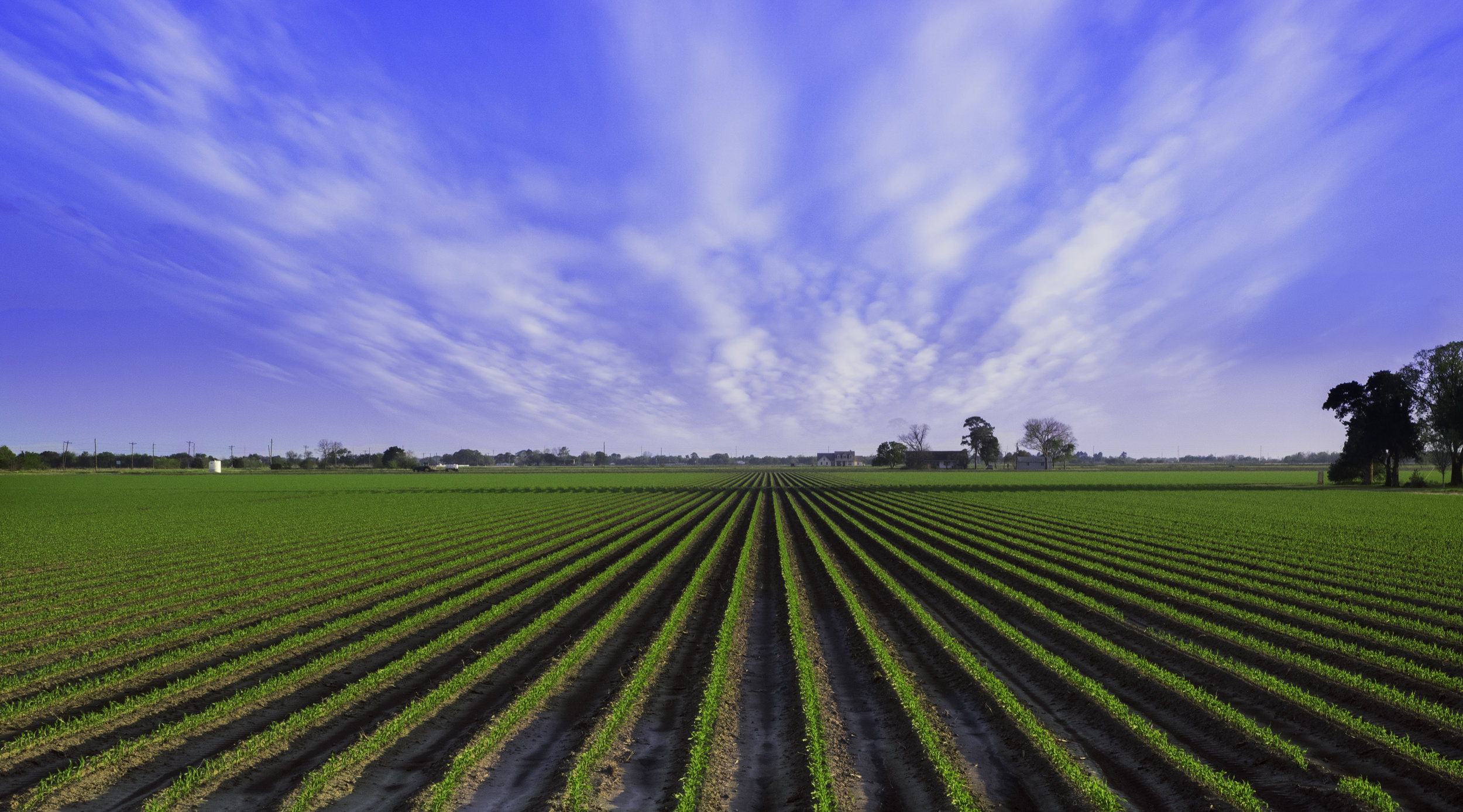  Newly planted field 