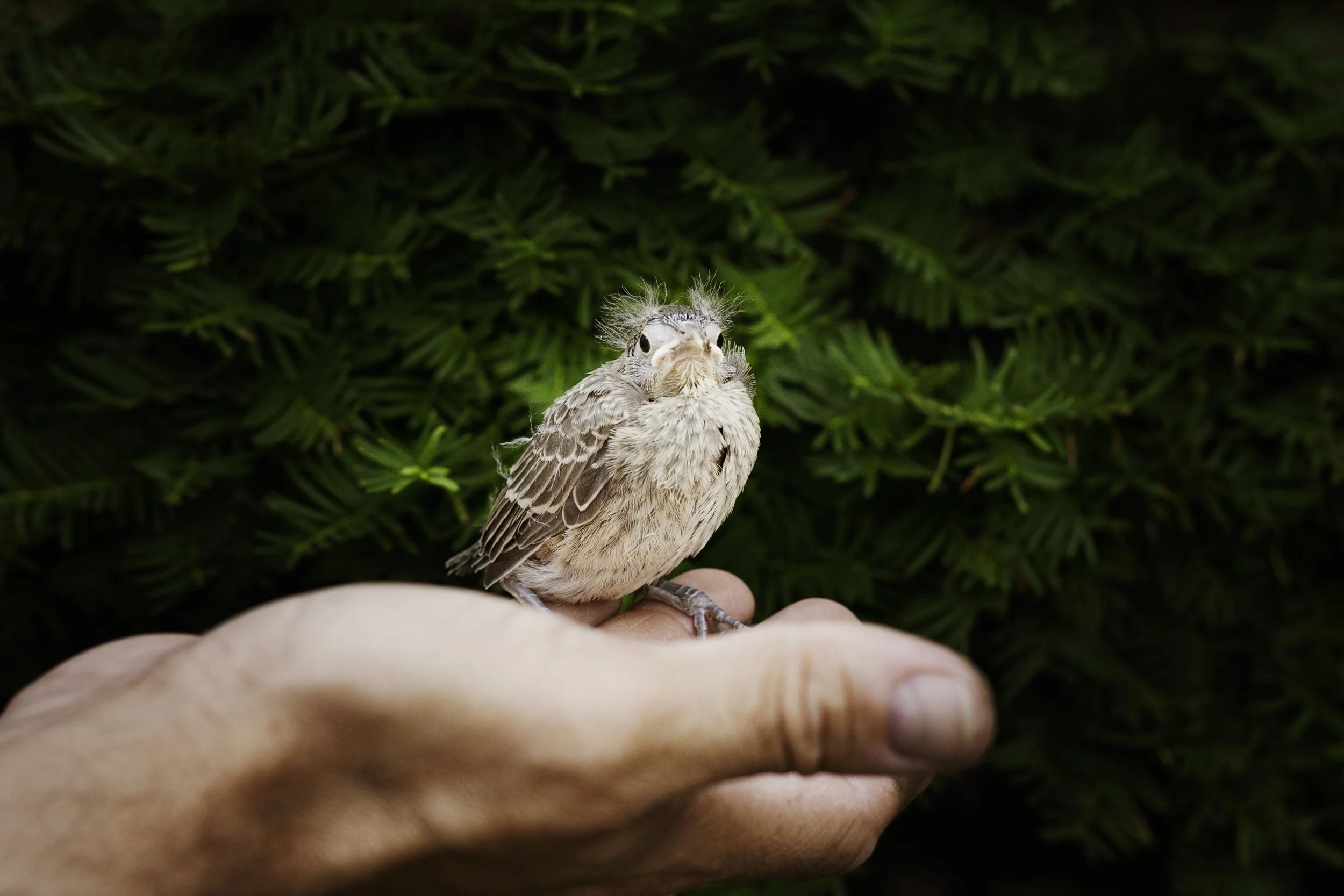 hand-baby-cardinal-cardinal-bird-67293.jpeg