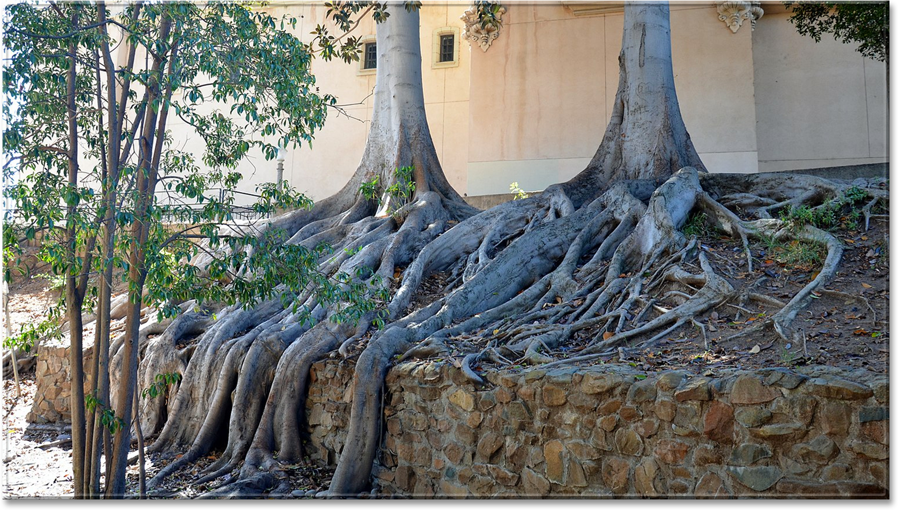 A tree in balboa park