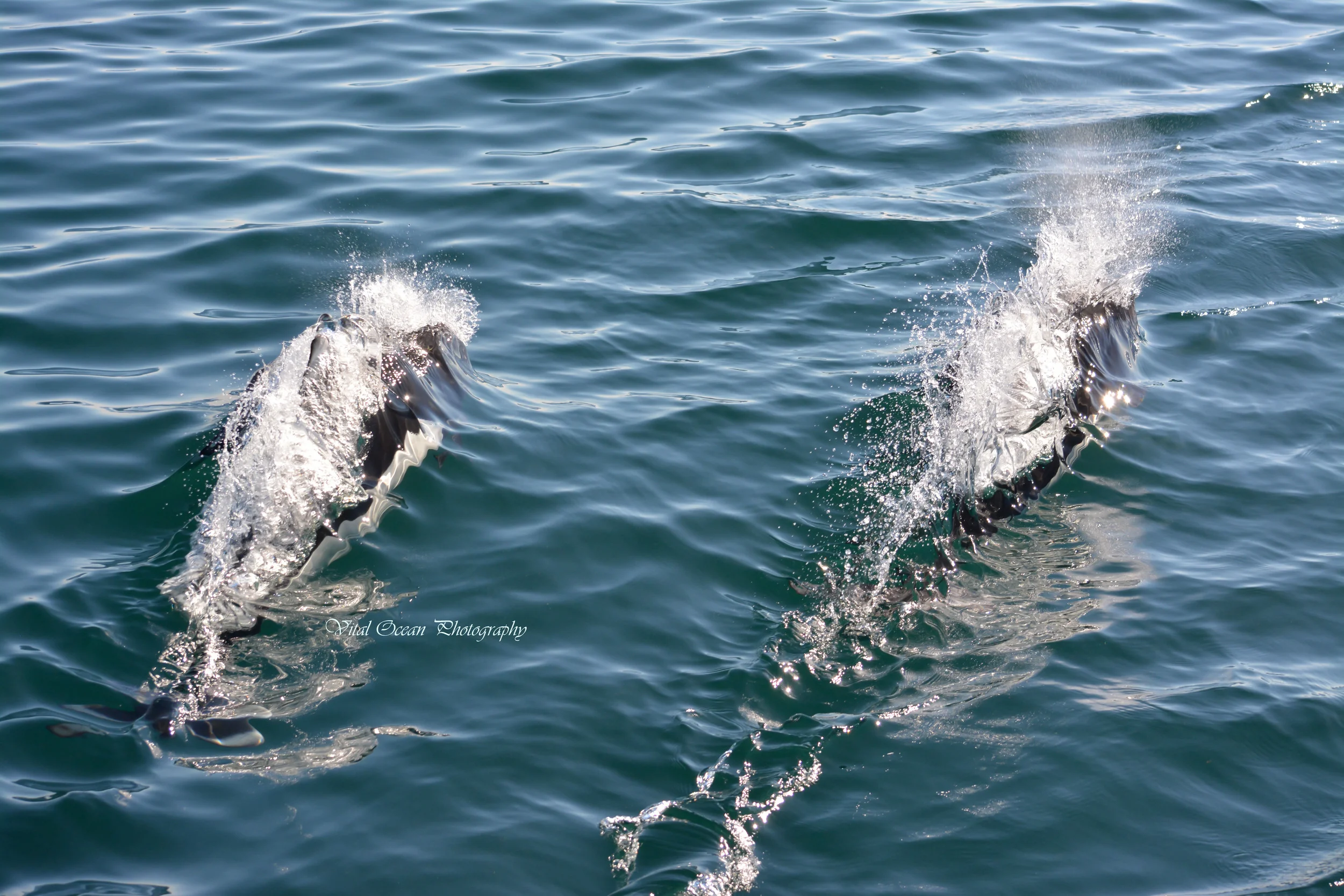 DSC_0060_1.jpg
