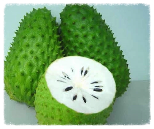 What Is Soursop Green Earth Vitamins Natural Soursop Products What Is Soursop Green Earth Vitamins Natural Soursop Products