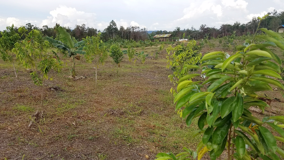 Guyabano plantation 2.png