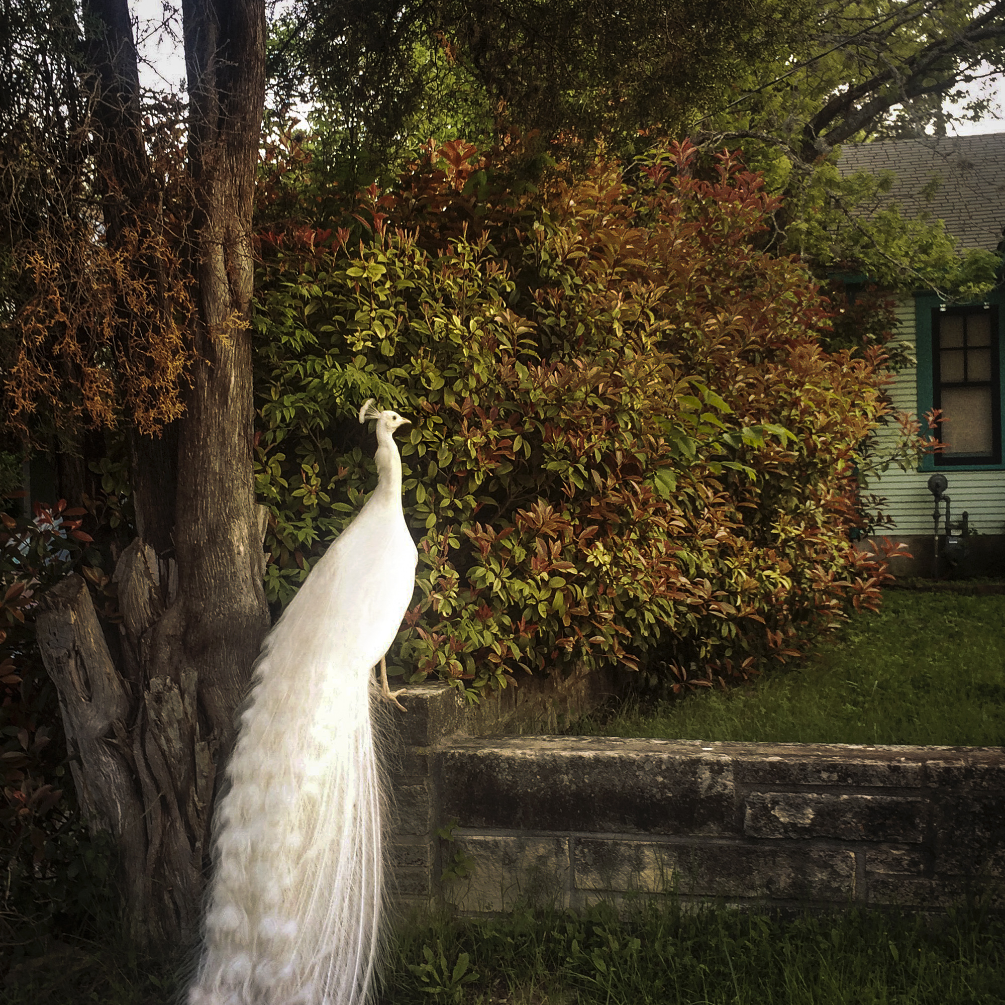 White Peacock, Live Oak Street, Austin, Texas, 2015