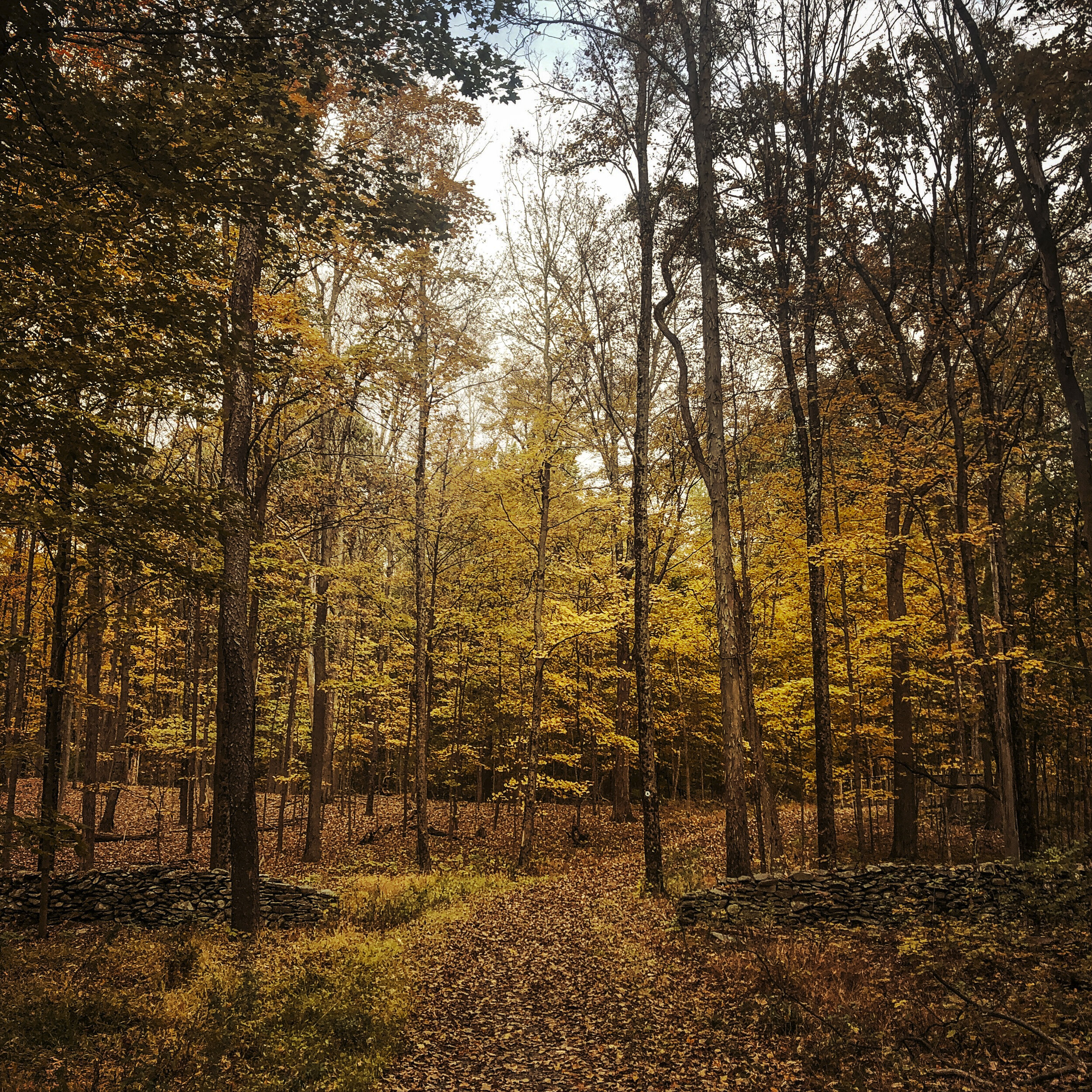 Hyde Park Trail, NY, 2019