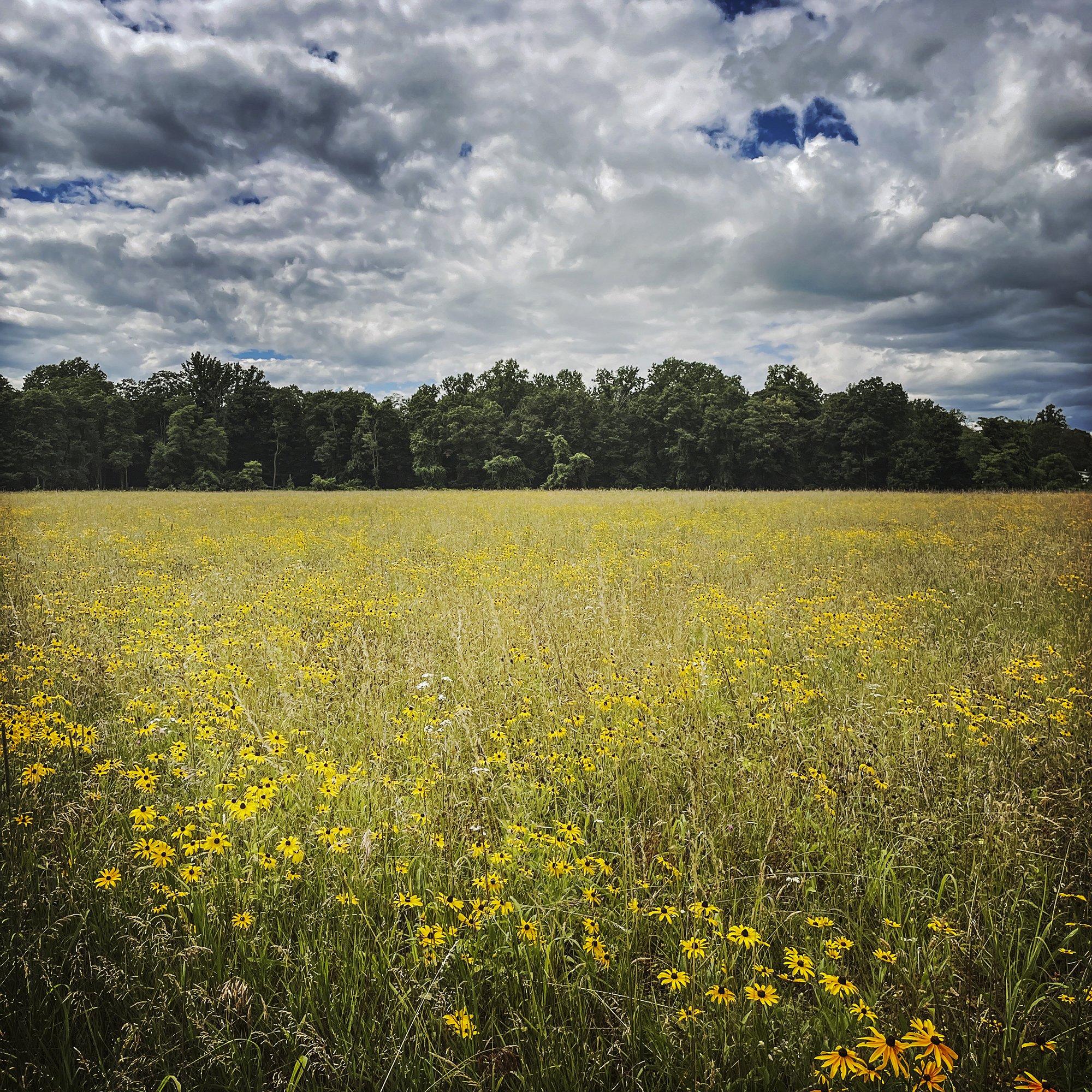 Yellow Fields, Hyde Park, NY, 2022