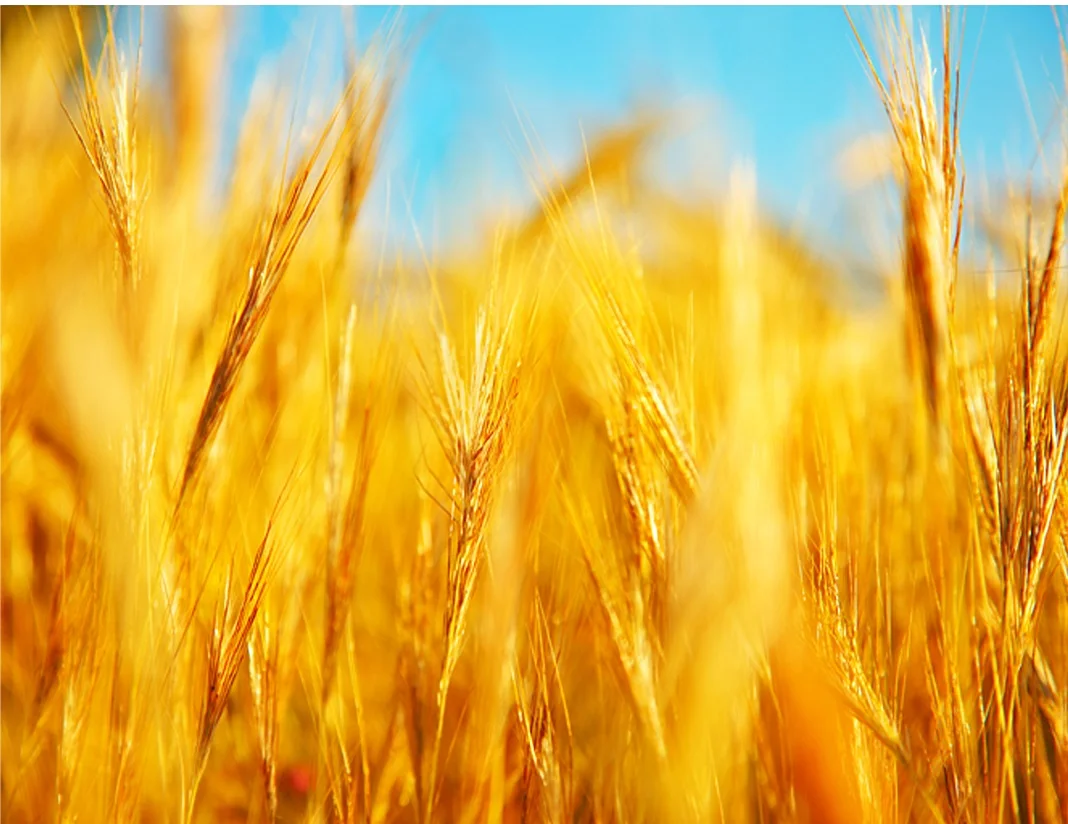 Wheat_small.jpg