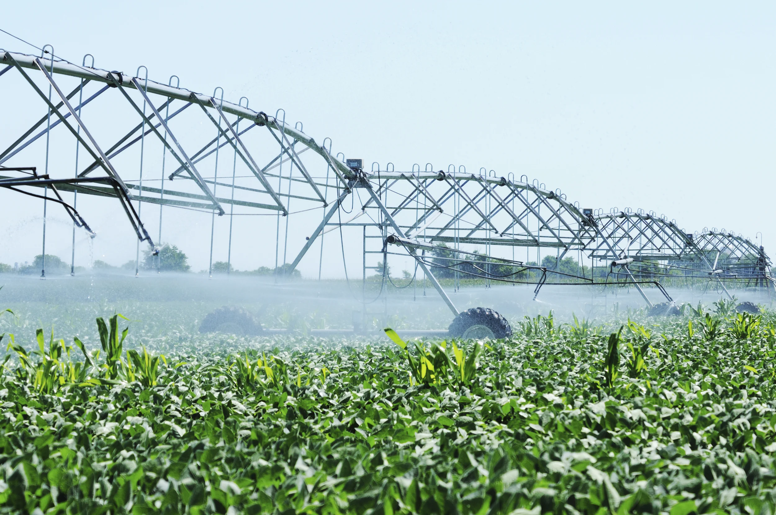 Forage development, cereal crop rotation, and plant nutrition