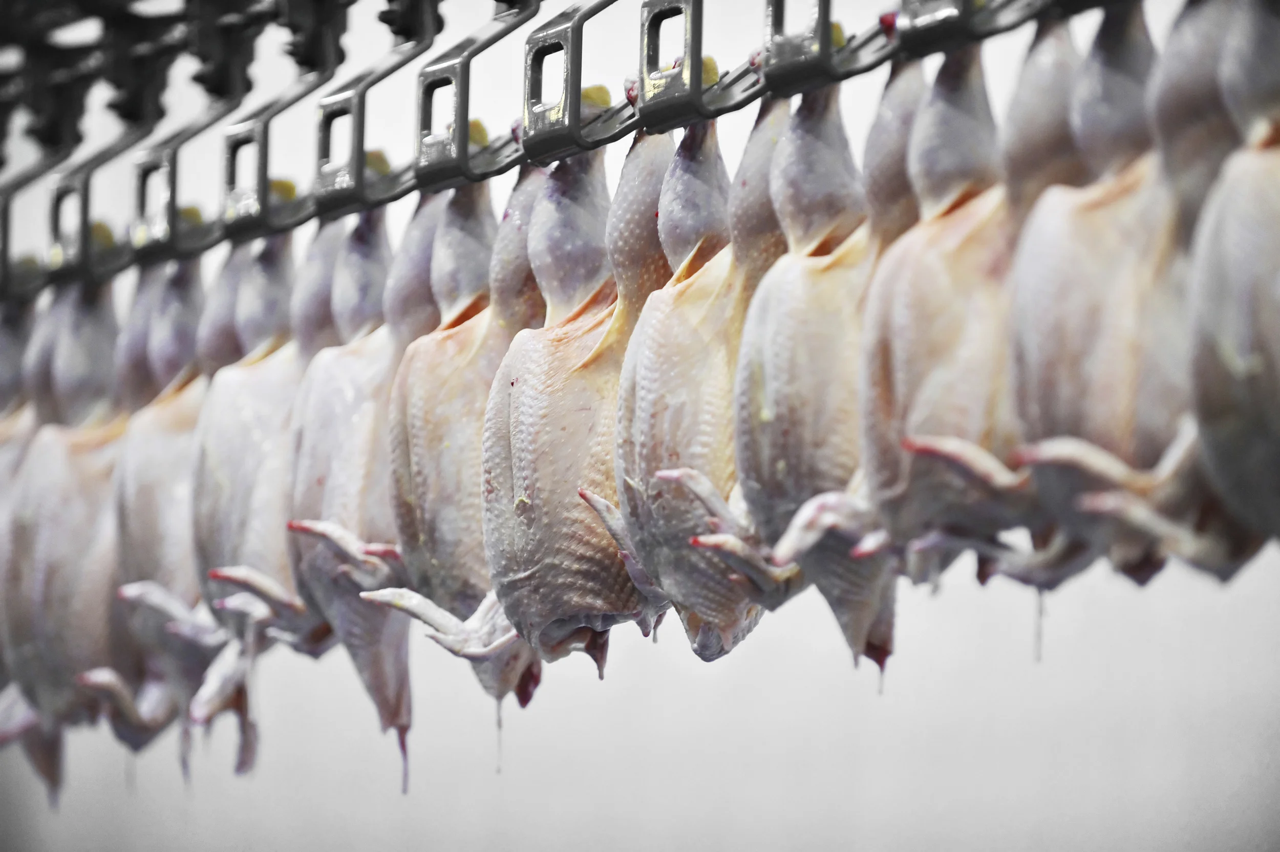 Poultry processing