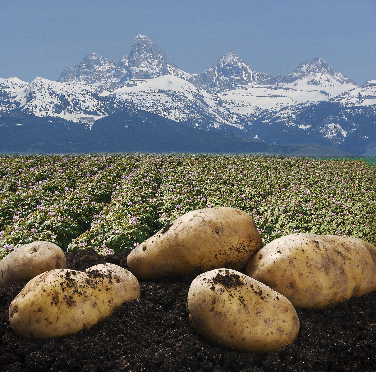   High-quality early generation U.S. Potato Seeds.   Providing varieties that are disease resistant, that produce high yields, and are suitable for post harvest processing and transformation. 