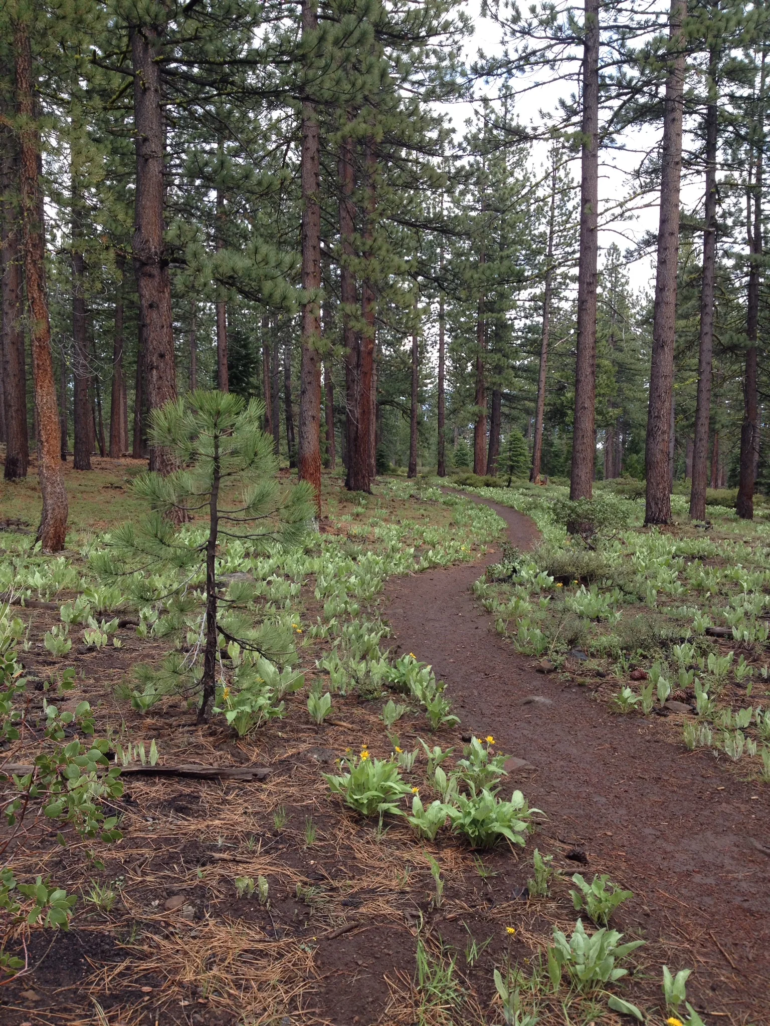 Mountain Biking Single Track