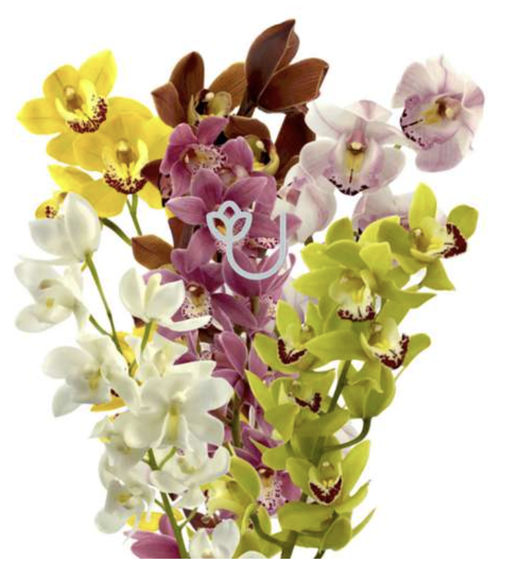 Screenshot 2026-02-27 at 11.49.26 AM.png