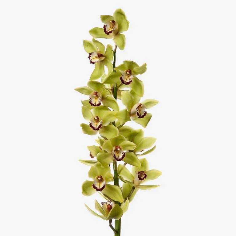Cymbidium Orchids