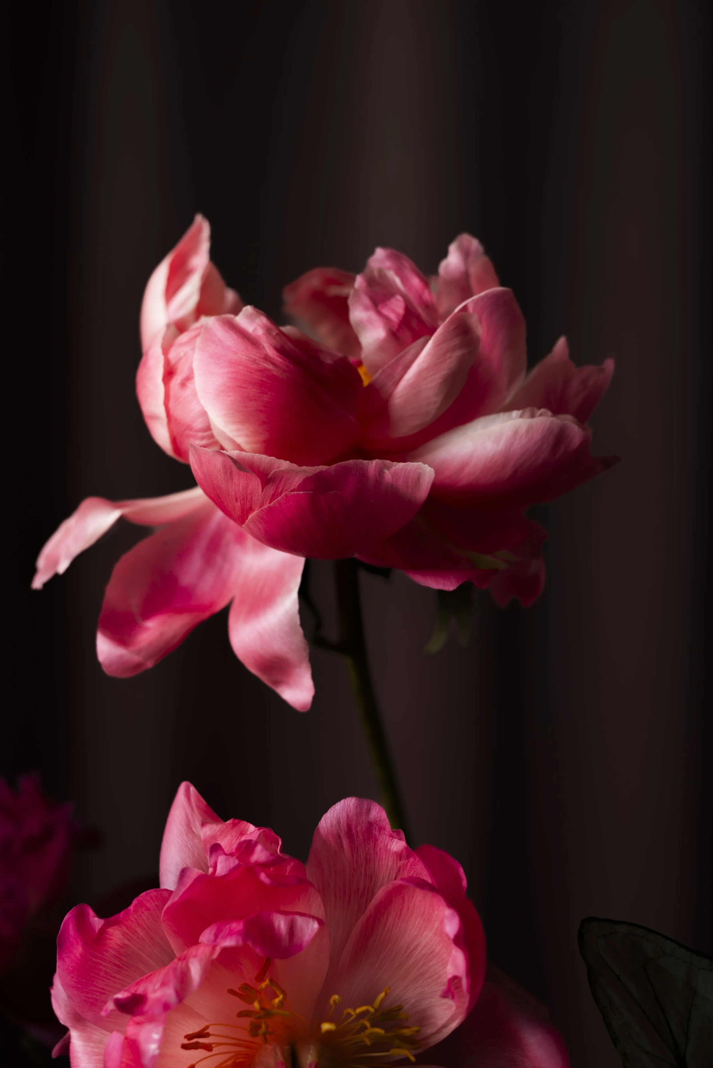 peonies.jpg