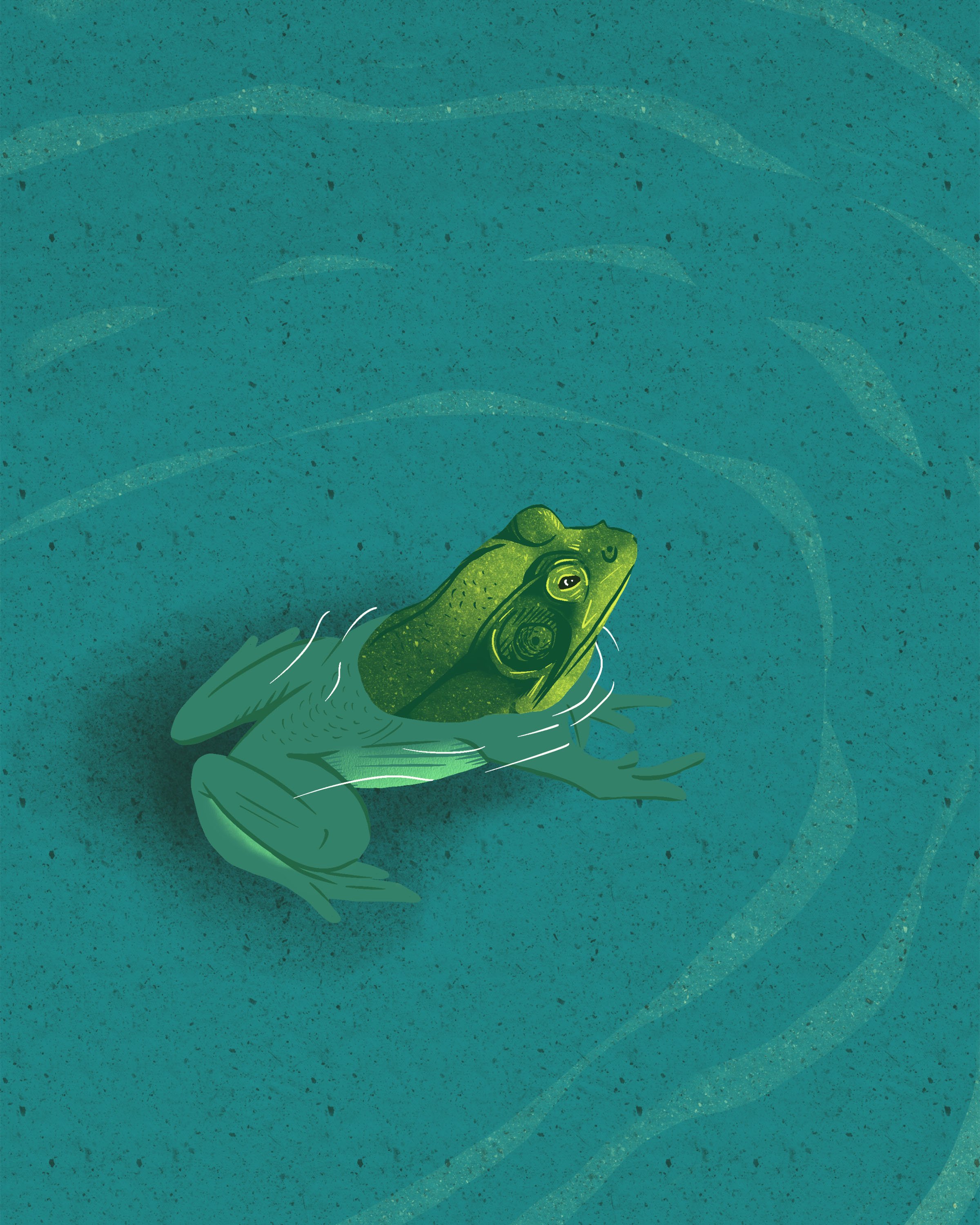 Frog.jpg