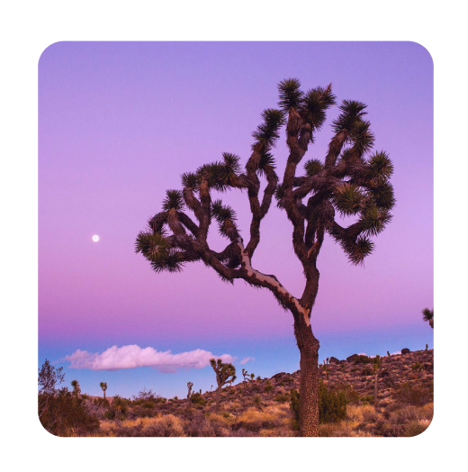 Take a volunteer adventure. Spend an afternoon with The Joshua Tree National Park Association helping preserve this spectacular natural area where the Mohave and Colorado deserts meet. (Don’t worry, it’s cool in February.)