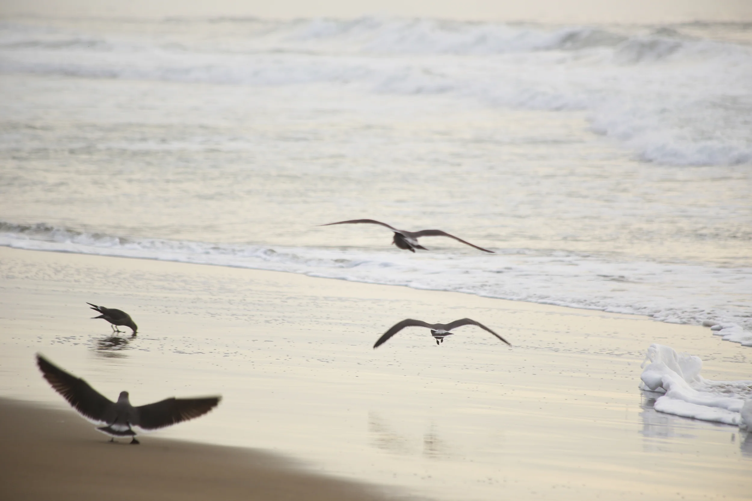 Ocean Beach PBL-10.JPG