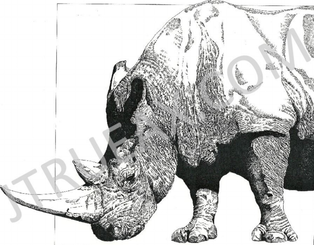   Rhino ~AKA~ Wrinkles #2   20" x 19" [Image Area] | Pen &amp; Ink | [Unframed]  Fine Art, Archival Quality, Limited Edition Print   $240.00 + Shipping &amp; Handling  -  12" x 10" [Image Area] | Pen &amp; Ink | [Unframed]  Fine Art, Archival Quality