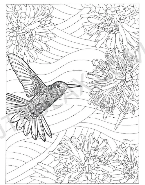   Hummingbird   8" x 10" | Pen &amp; Ink | [Included in Coloring Book] 