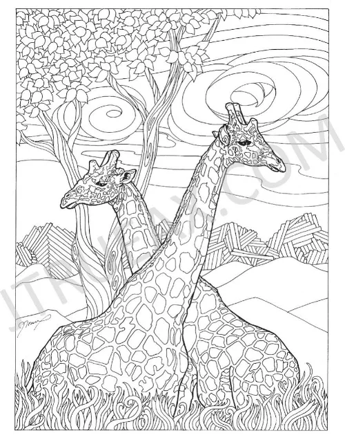   Giraffes   8" x 10" | Pen/Ink | [Included in Coloring Book] 