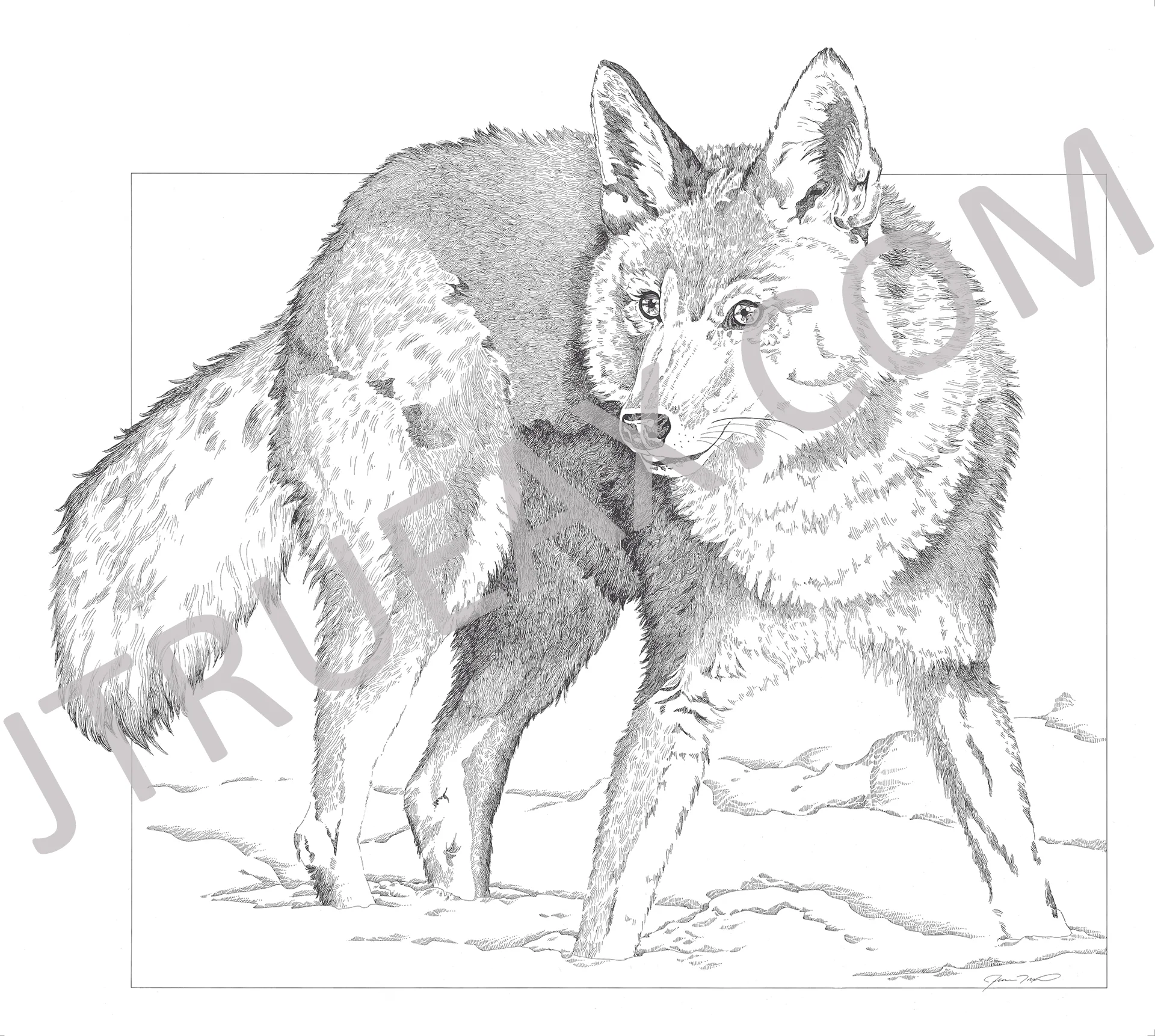Coyote