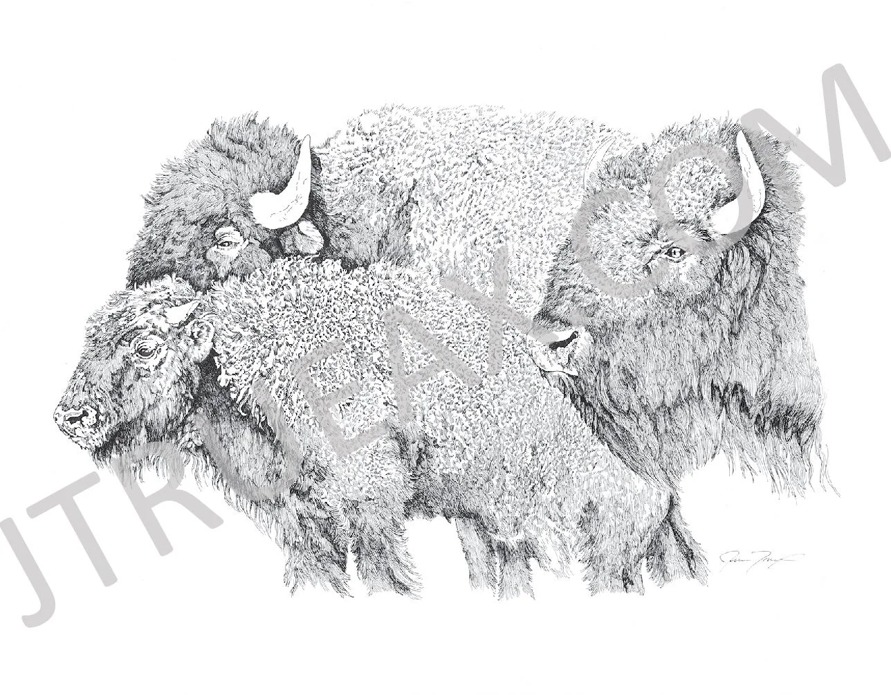 Watermarke- Buffalo.JPG