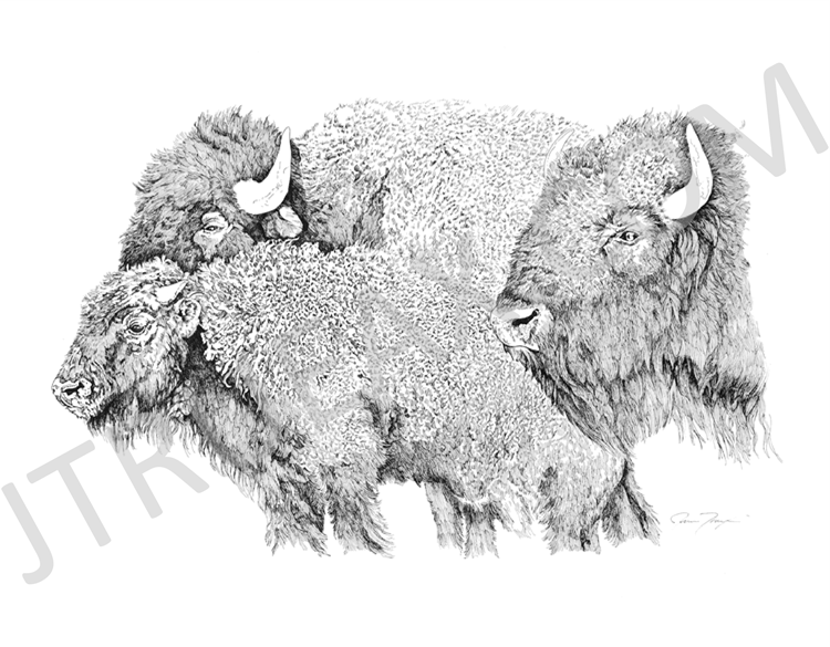   Buffalo   10" x 16" [Image Area] | Pen &amp; Ink |[Unframed]  Fine Art, Archival Quality, Limited Edition Print  $100.00 + Shipping &amp; Handling 
