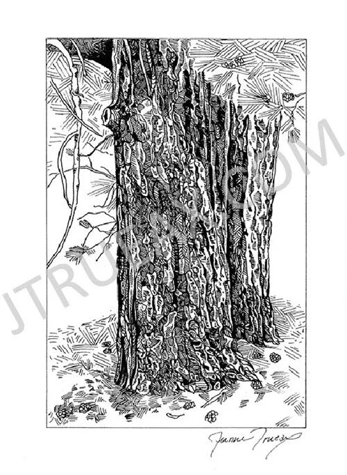   Tree Trunks   4" x 7" [Image Area] | Pen &amp; Ink | [Unframed]  Fine Art, Archival Quality, Open Edition Print  $35.00 + Shipping &amp; Handling 