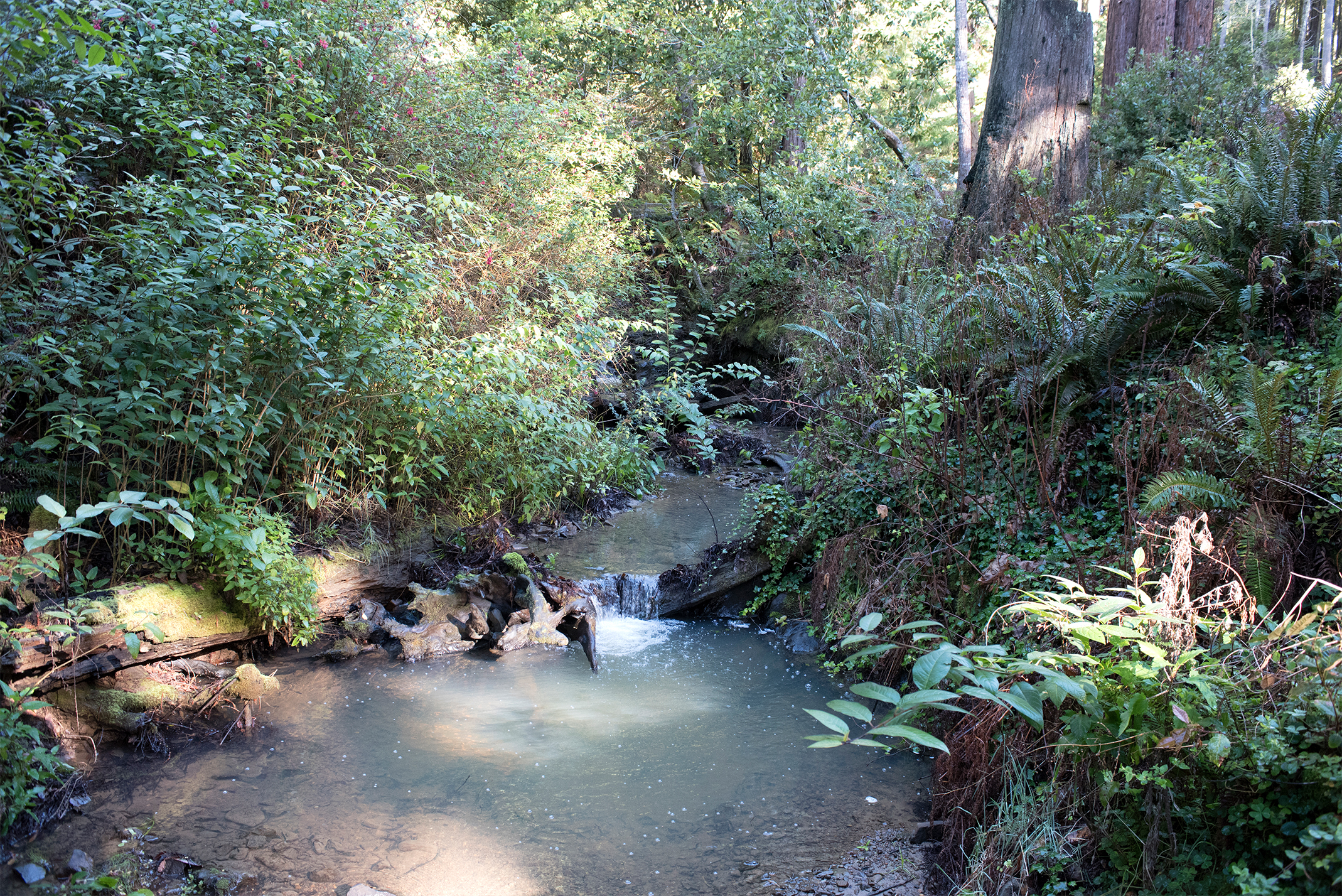 Gualala-Ca-1.jpg