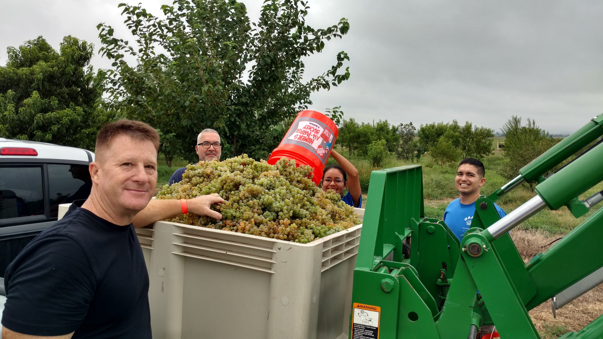 So. Many. Grapes!