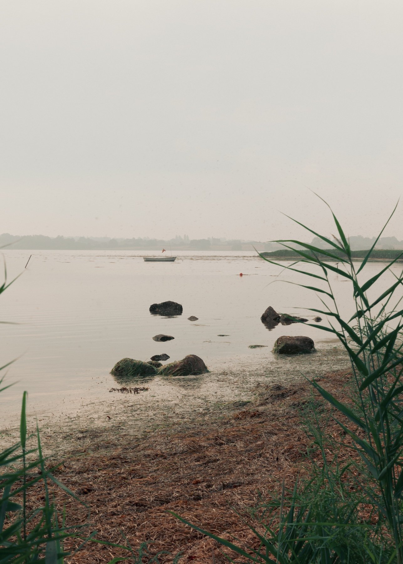 Sould_Eelgrass_at the sea.jpg