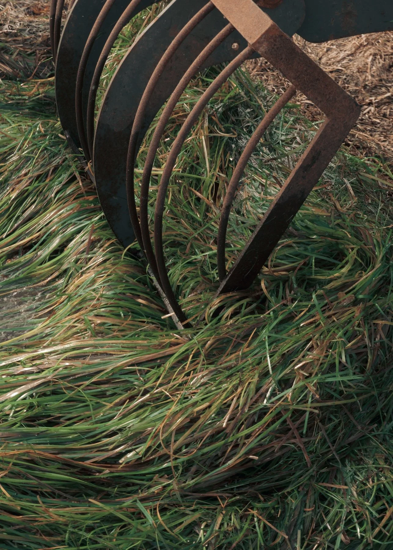 Sould_Eelgrass-fresh eelgrass pick-up.jpg