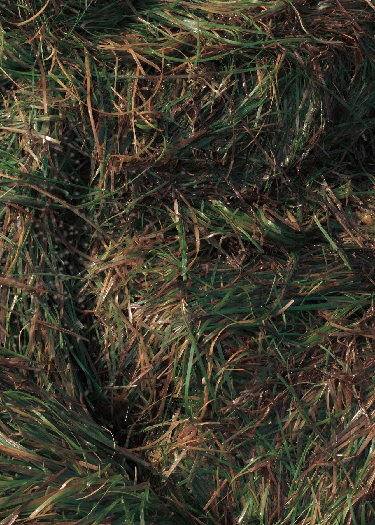 Sould_Eelgrass-fresh eelgrass.jpg