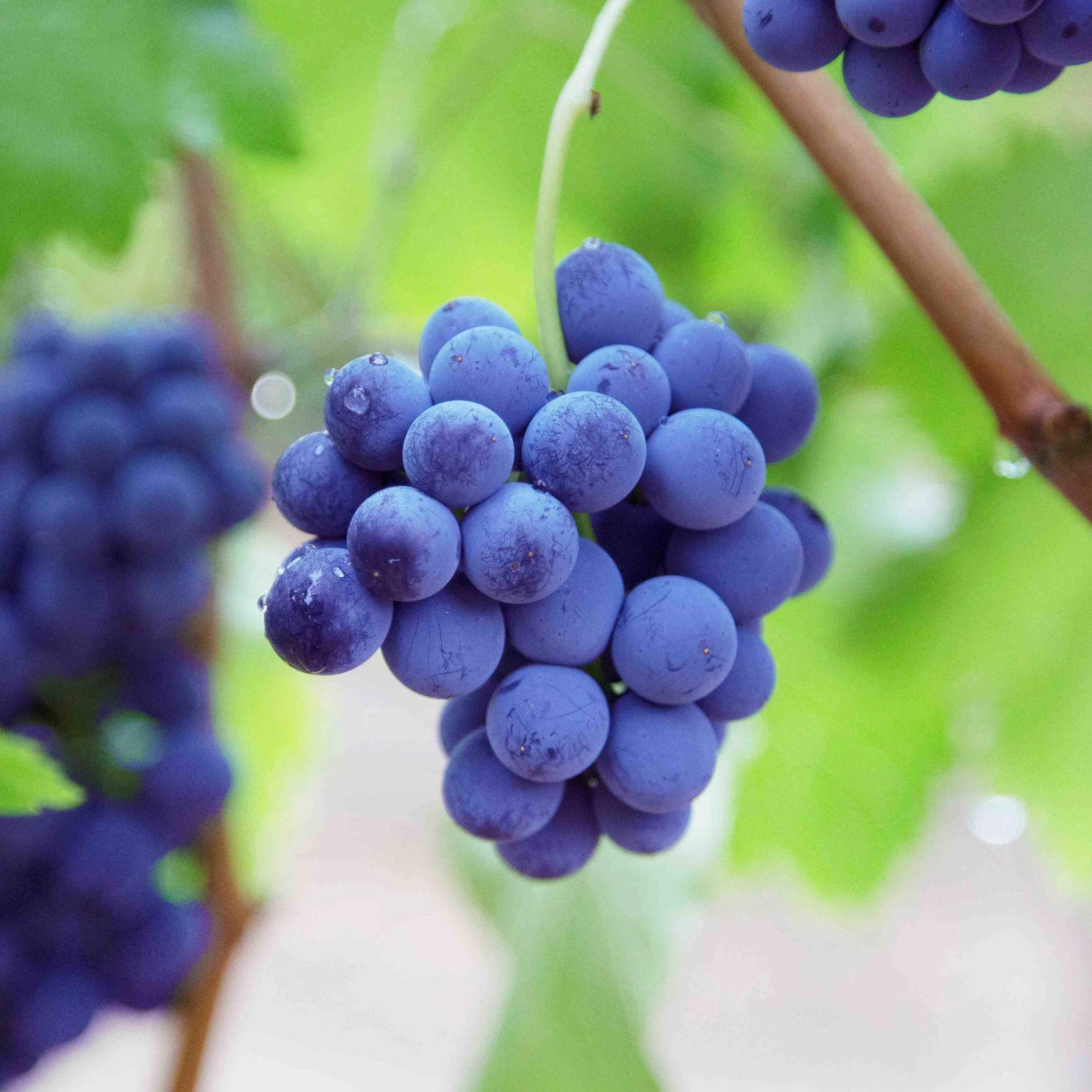 Wine IMG_2744-modified.jpg