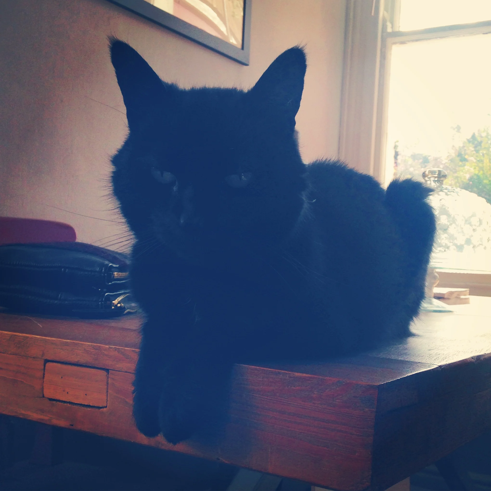 Rosie again