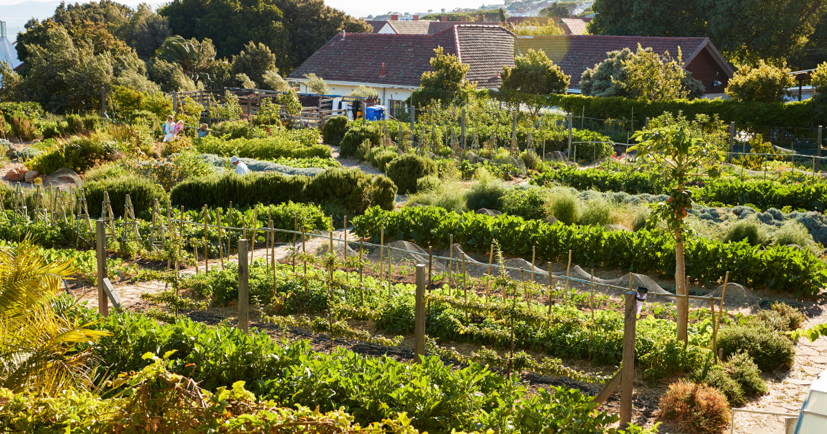 Great News – Storehouse Allotment Project!