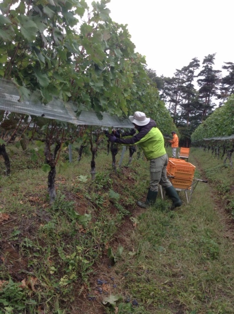 Ridge System dug in between rows at Grace