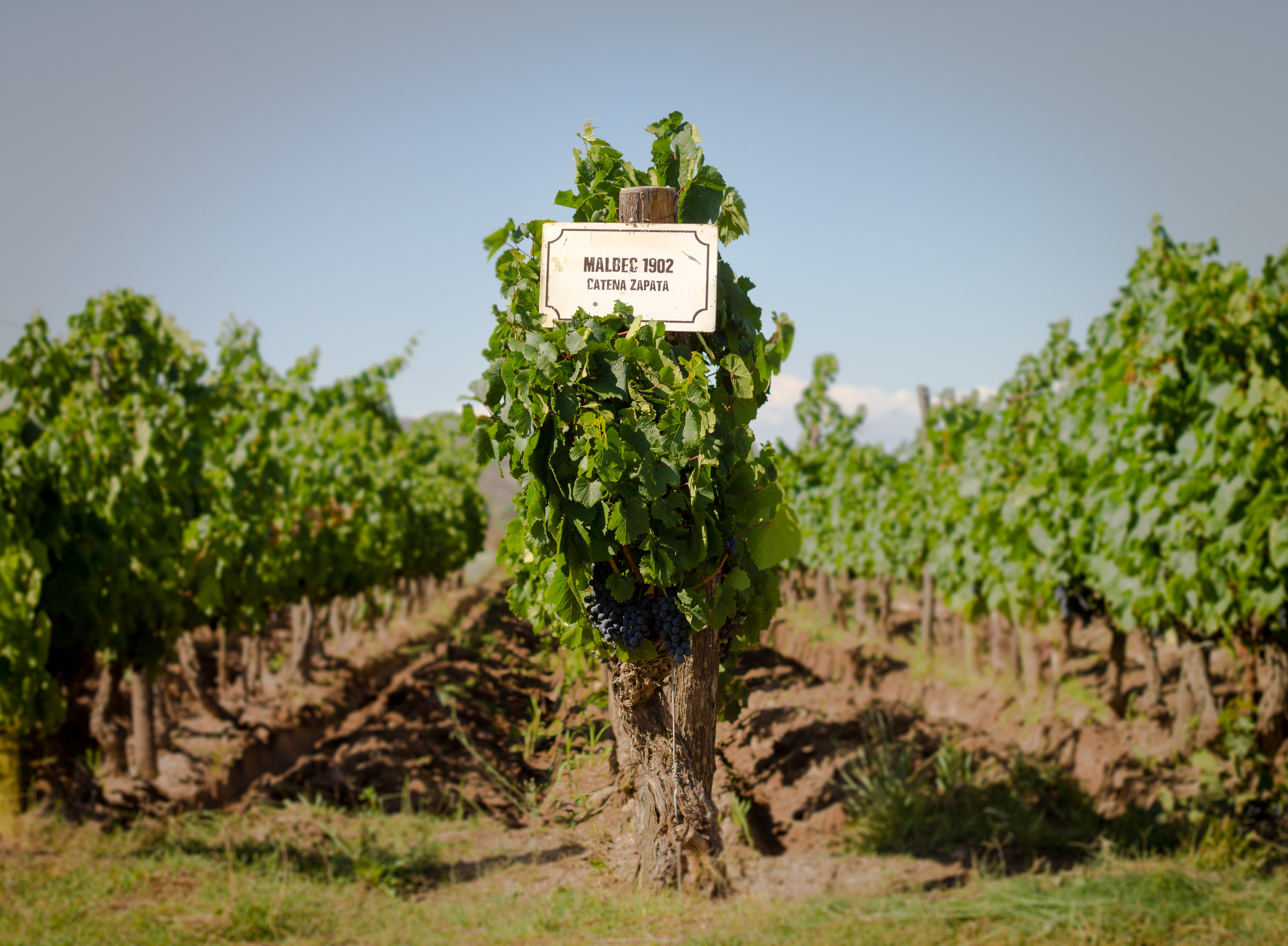 Pre-phyllosera Malbec populations (Photo credit- Catena Zapata)