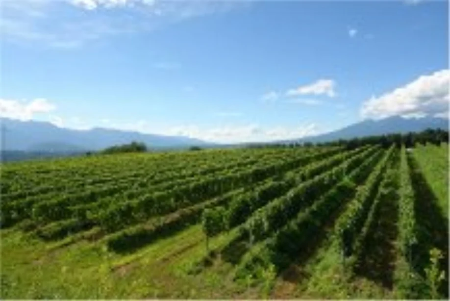 Vineyards of Grace &nbsp;