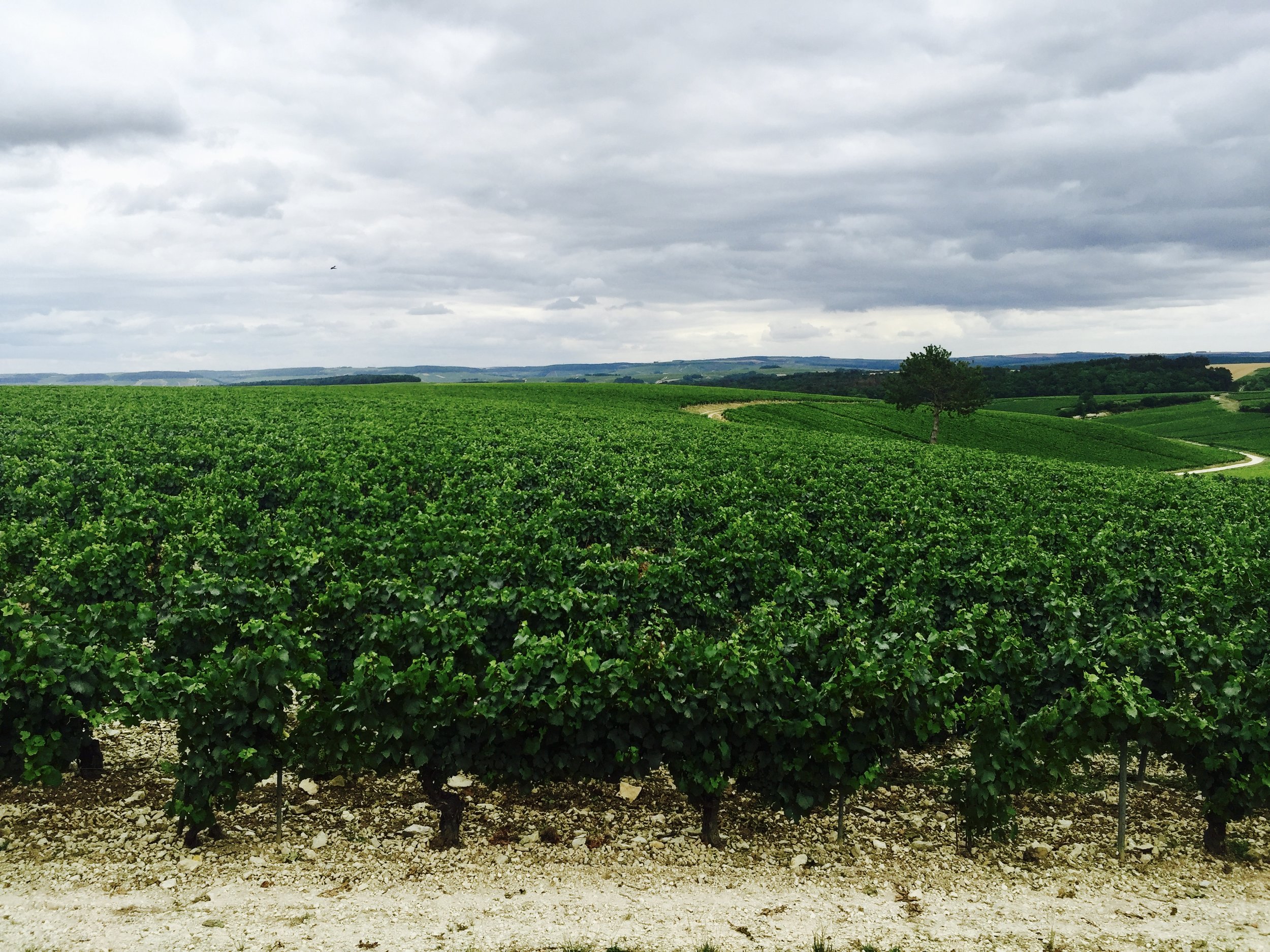 Vineyards around Jean-Marc Brocard estate. Grand Crus at the backdrop (Photo credit: Sumi_Sumilier)