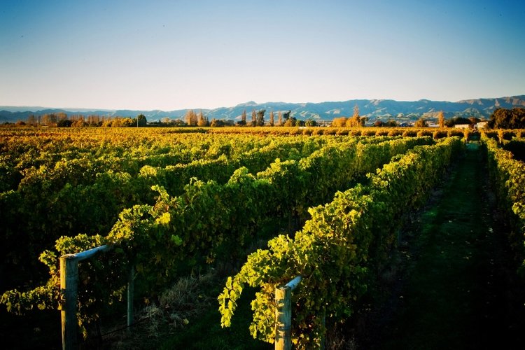FORREST VINEYARDS IN NEW ZEALAND (Photo credits: Forrest wines)